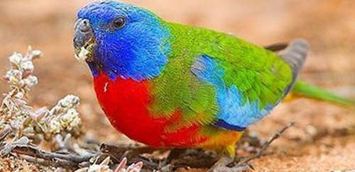 鲜红胸鹦鹉