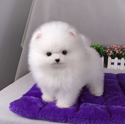 愤怒！政府部门公然下令毒杀上万条流浪狗