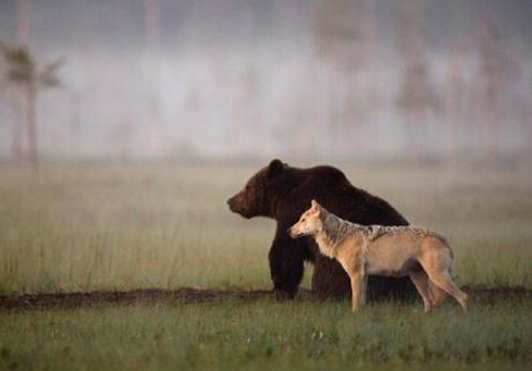 狗狗冲进火场救幼猫 跨物种的无私爱