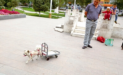 金毛成为小明星超萌 爱叼篮子去买菜