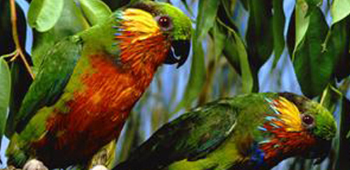 爱德华无花果鹦鹉