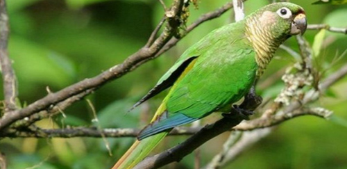 赤褐腹锥尾鹦鹉
