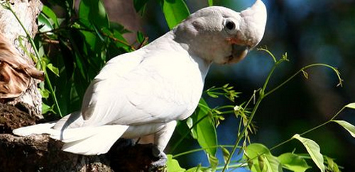 戈芬氏凤头鹦鹉