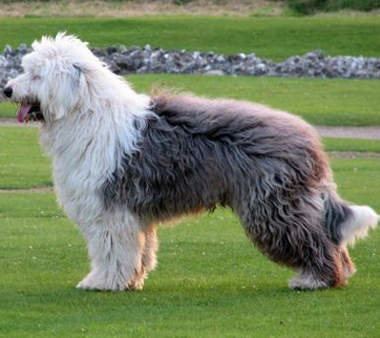 古代牧羊犬会咬人吗 及时纠正咬人行为