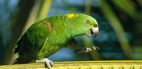 黄冠亚马逊鹦鹉