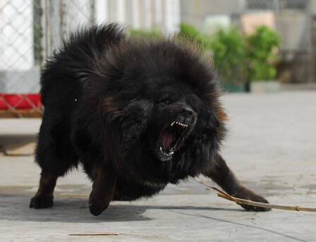 女大学生饲养30只藏獒 只为对狗狗的热爱