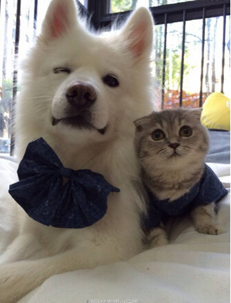 狗狗被困深沟5周 靠猫咪送食物终获救