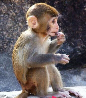 “大圣”驾到 闹街小猴骑金毛 网友：太可爱