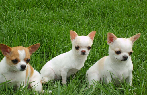 狗狗不幸走失并且出车祸 幸亏得爱宠人士救助