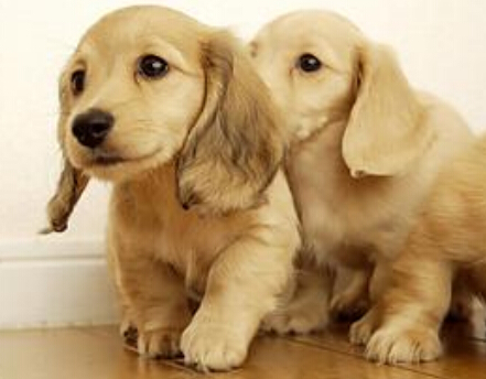 聪明狗狗不仅会唱歌而且还能帮主人看店