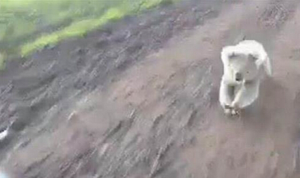 奔跑的无尾熊 狂追女孩要抱抱惹人爱