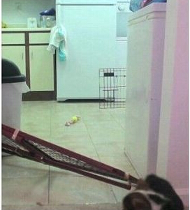 柯基暴力拆除栅栏 策划逃离厨房引人捧腹