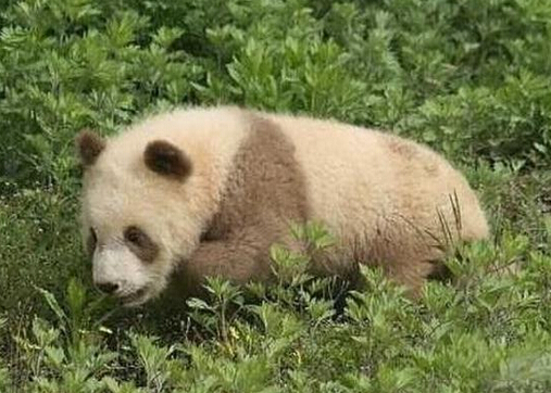 陕西出现棕色大熊猫 几十年仅有5只