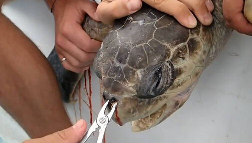 海龟鼻子插入吸管长达12厘米 拔出场景令人揪心