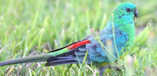 红腰鹦鹉
