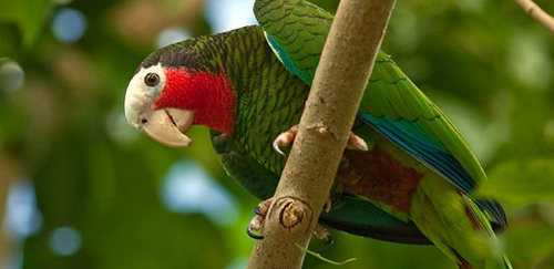 古巴亚马逊鹦鹉