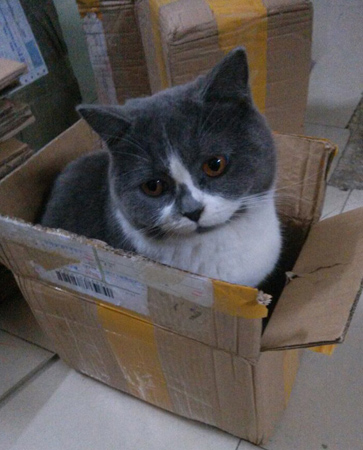 主人请把我寄走吧，让我流浪远方！