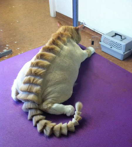 猫咪这发现，主人也是蛮拼的。