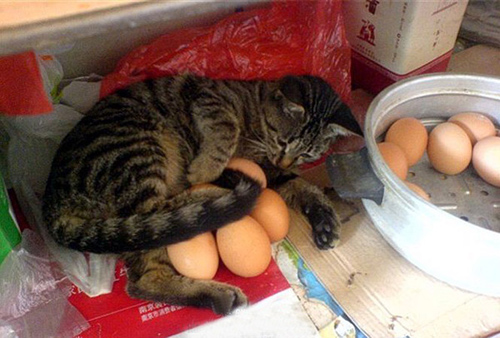 猫咪浮鸡蛋，静等奇迹发生