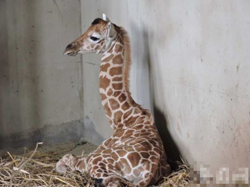 undefined{{pos:,w:,h:}}