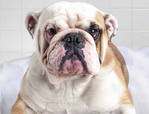 狗狗不幸掉河里 民警开汽艇救起小狗