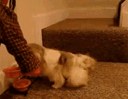 谢谢主人，你对我太好了