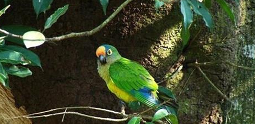 桃额锥尾鹦鹉