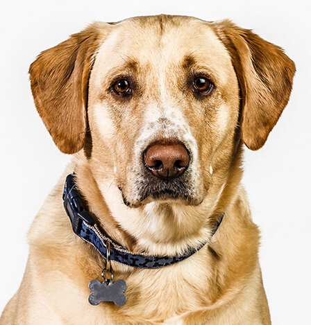 “一家三口”的结婚证 大学生抱狗狗登记结婚