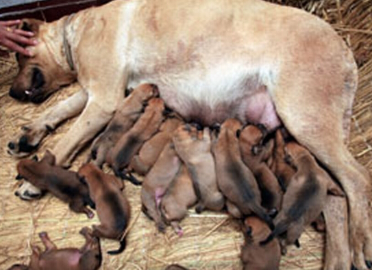 狗妈妈诞生下１9只狗宝宝 乐坏狗主人