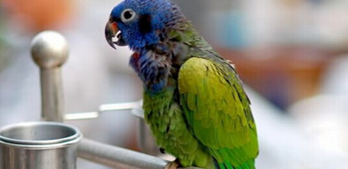 蓝头鹦哥