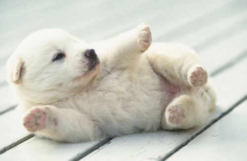 狗狗选美大赛吸引大批市民观众携爱犬来参加