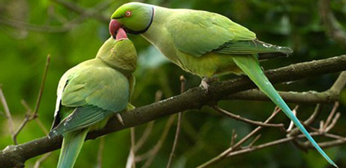 环颈鹦鹉
