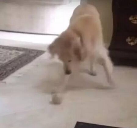 知道自己将被屠宰 白猫爬上铁笼的一幕让无数人心碎！