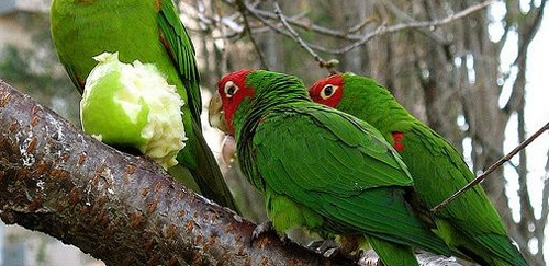 红面具锥尾鹦鹉