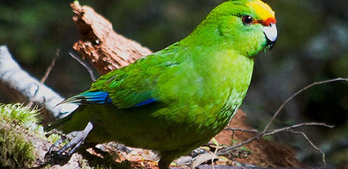 黄额鹦鹉