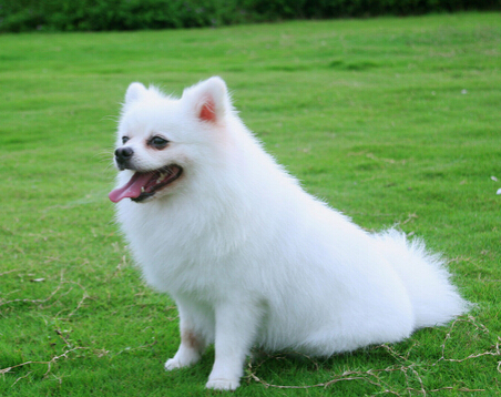 聪明狗狗会跳绳等21项技羡煞路边围观群众