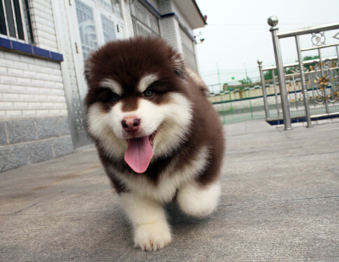 狗狗被３名陌生男子强行捉走 GPS助其找回