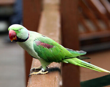 亚历山大鹦鹉常见病 注意保持环境的卫生