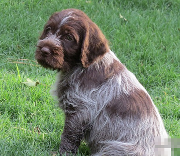 刚毛指示格里芬犬会咬人吗 性格较温顺