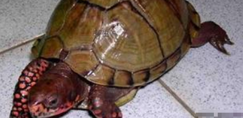 三趾箱龟