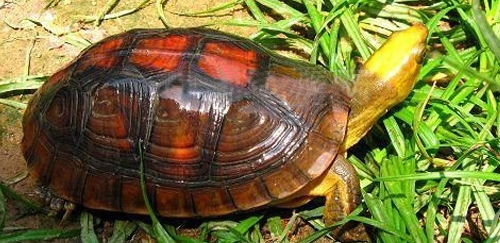 金头闭壳龟