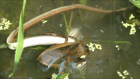 食物链反转 一只岩松鼠将一条蛇吞食殆尽