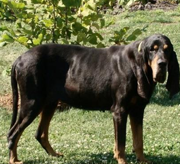 黑褐色猎浣熊犬的性格 该犬对人很友好