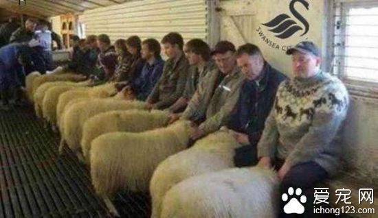 有没有考虑羊的感受？父子三人经营羊妓院被捕