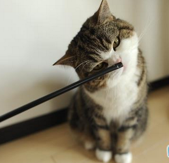 喵星人是对什么都好奇的一种动物