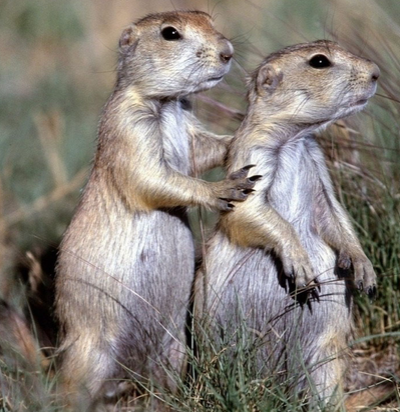 “孤儿袋鼠”拥抱着泰迪熊的画面感动了网友