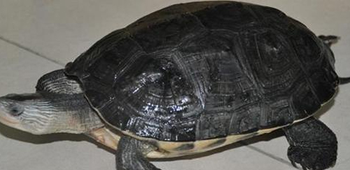 缅甸黑山龟