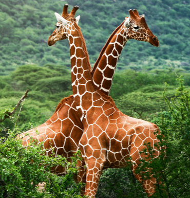 美国一女模特到夜店跳艳舞筹钱 为拯救濒临绝种动物