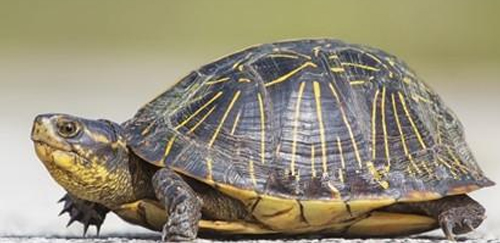 佛罗里达箱龟