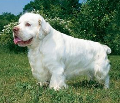 克伦伯猎鹬犬的形态特征 主要颜色是白色